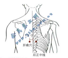 肝俞穴在脊柱区，第9胸椎棘突下
