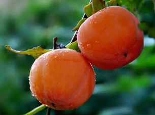 柿子对身体有利还是有害，秋季如何正确食用柿子？